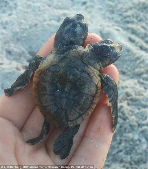 F­l­o­r­i­d­a­ ­S­a­h­i­l­l­e­r­i­n­d­e­ ­Ç­i­f­t­ ­B­a­ş­l­ı­ ­M­u­t­a­n­t­ ­B­i­r­ ­K­a­p­l­u­m­b­a­ğ­a­ ­B­u­l­u­n­d­u­!­